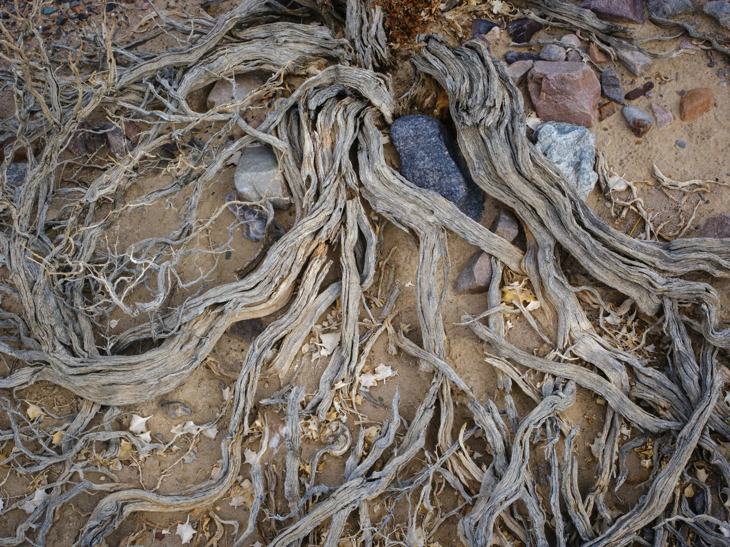 Death Valley Landscapes — Plate 17
