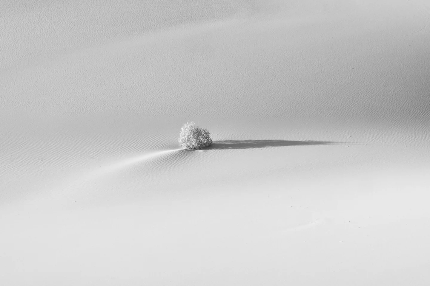 Dune Abstracts — Plate 06