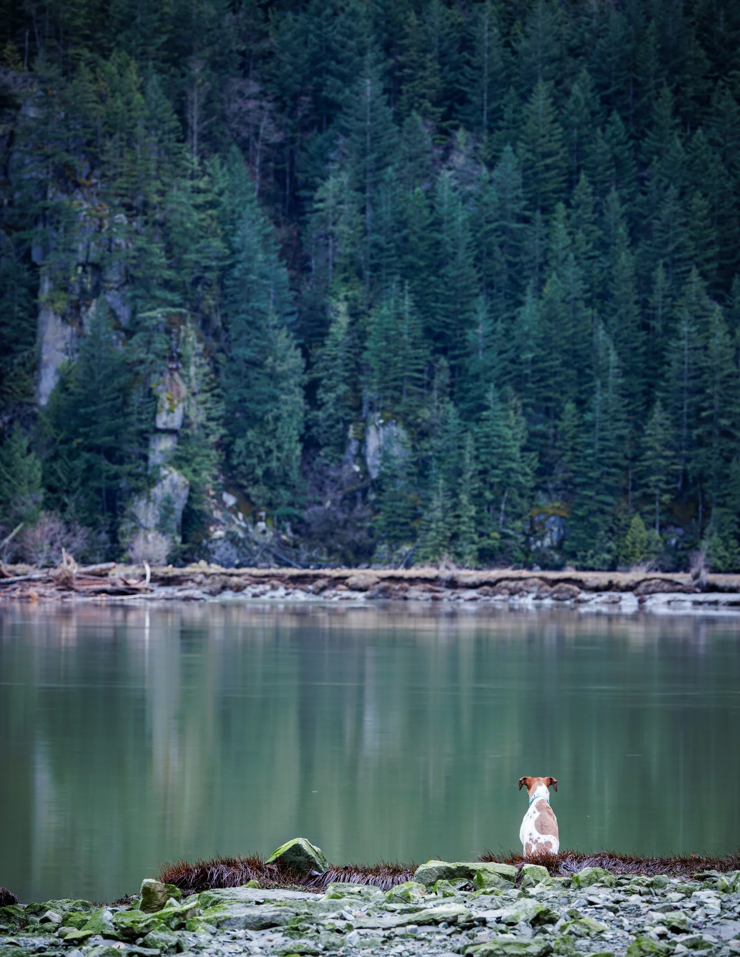 Quiet morning along a mountain river in Squamish, BC